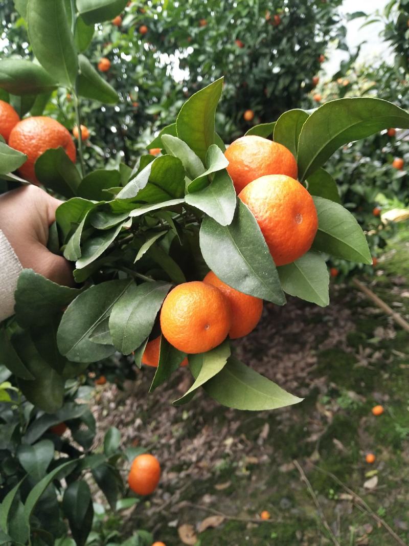 桂林沙糖橘