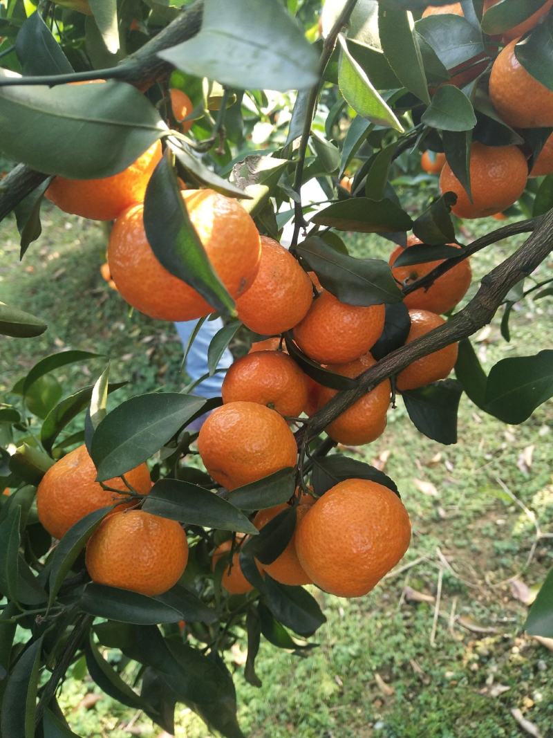 桂林沙糖橘