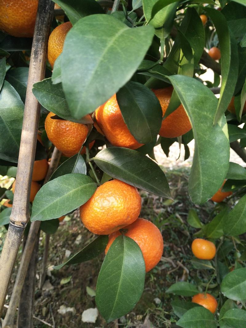 桂林沙糖橘