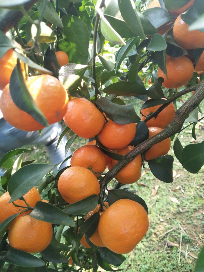 桂林沙糖橘