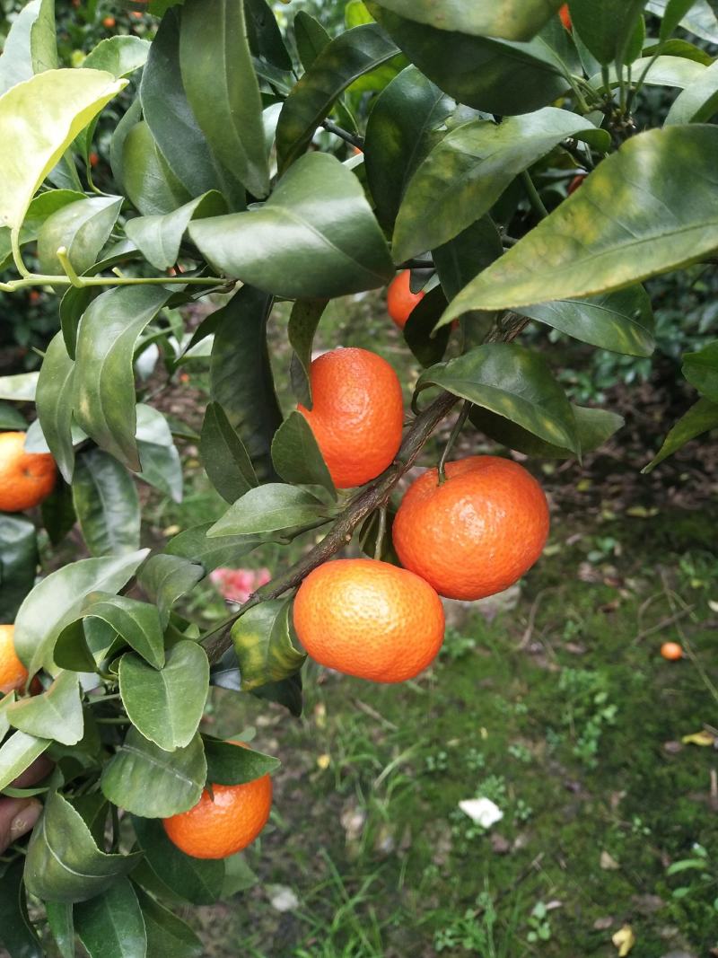 桂林沙糖橘