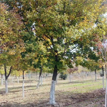 河北省保定市博野县蒙古栎种植基地绿化苗木观赏树