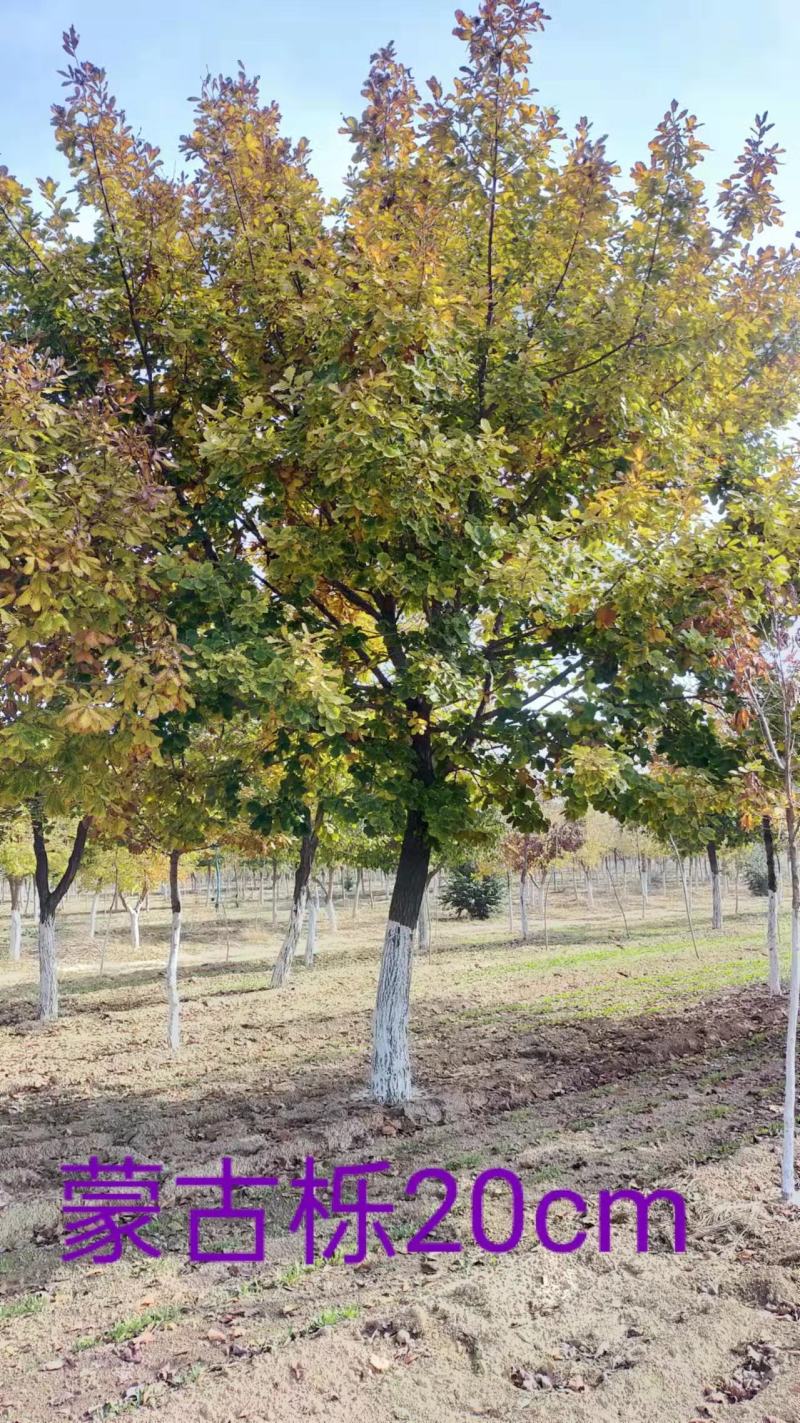 河北省保定市博野县蒙古栎种植基地绿化苗木观赏树