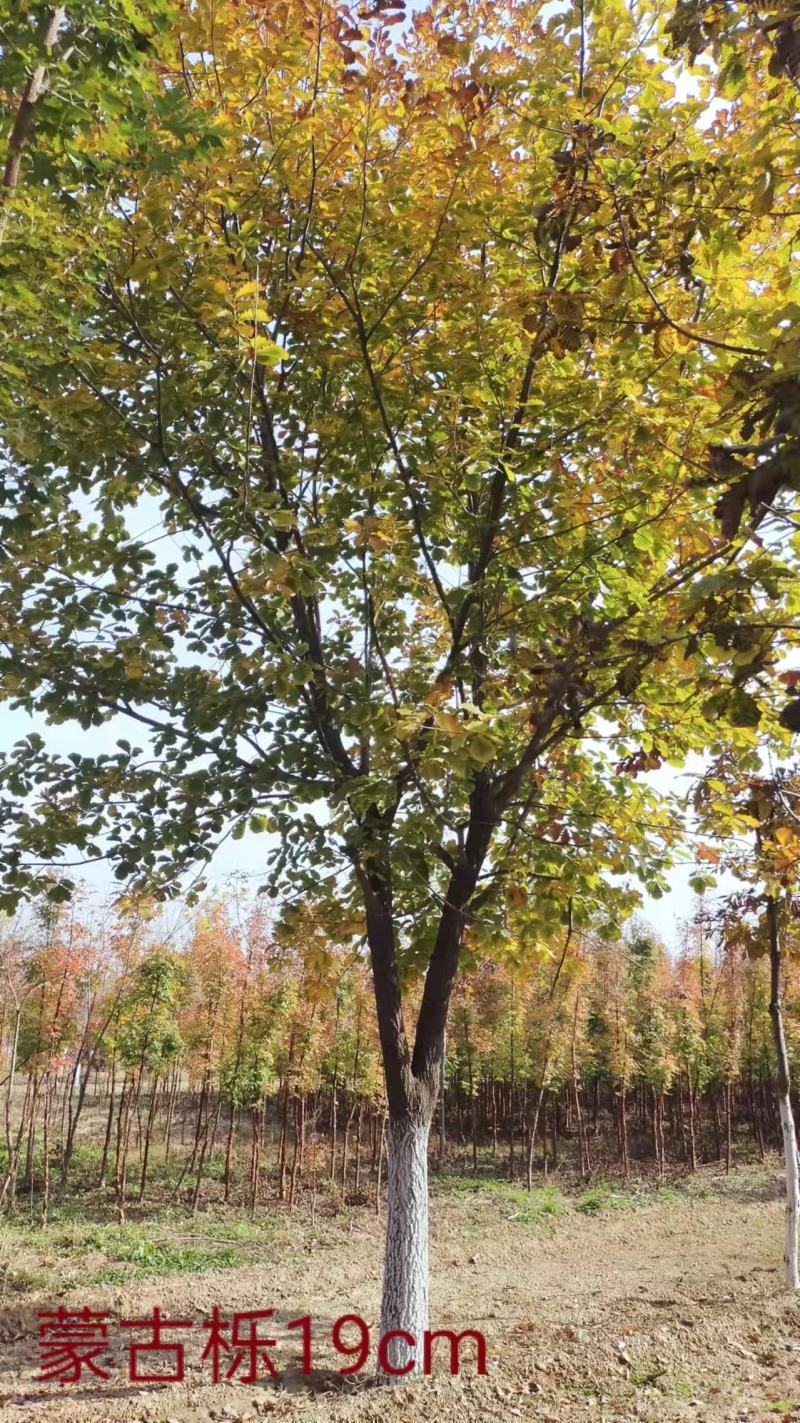 河北省保定市博野县蒙古栎种植基地绿化苗木观赏树