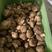鲜香菇质量好价格低稳定供货需要的老板滴滴联系
