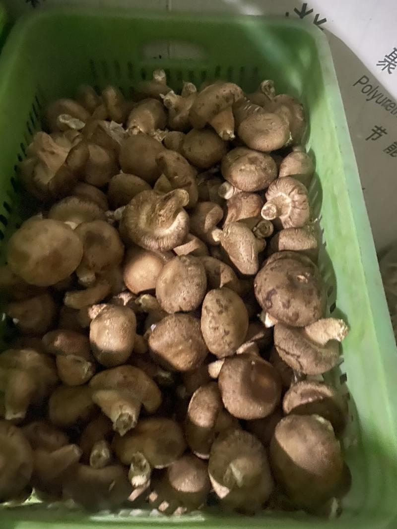 鲜香菇质量好价格低稳定供货需要的老板滴滴联系