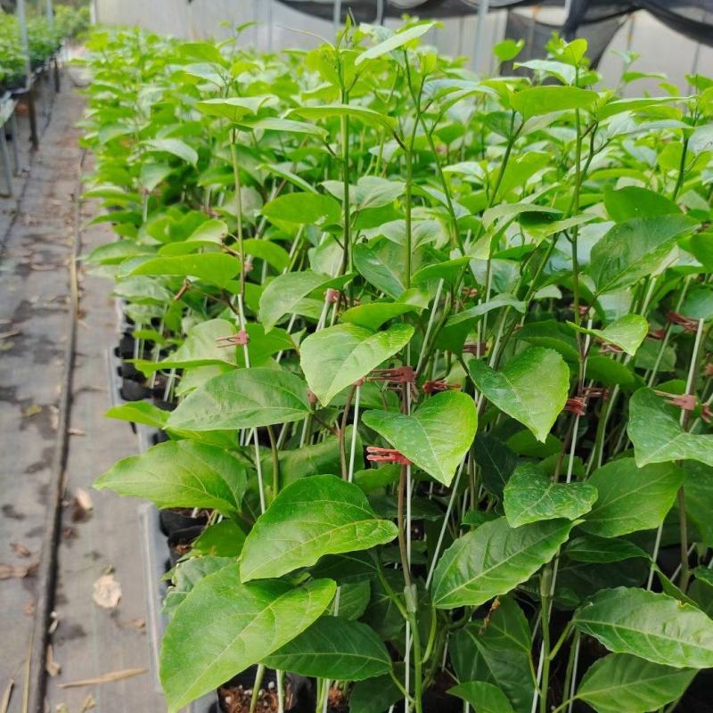 推荐优质钦密9号黄金百香果嫁接苗价格优惠，欢迎进店联系