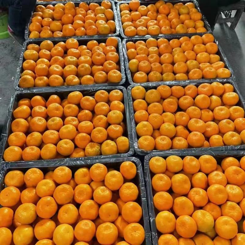 湖北优质椪柑大量上市果大皮薄口感纯甜的欢迎订购