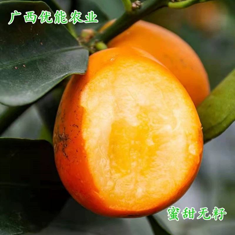 新品脆蜜金桔苗脆皮金桔产地直发融安脆蜜金桔苗