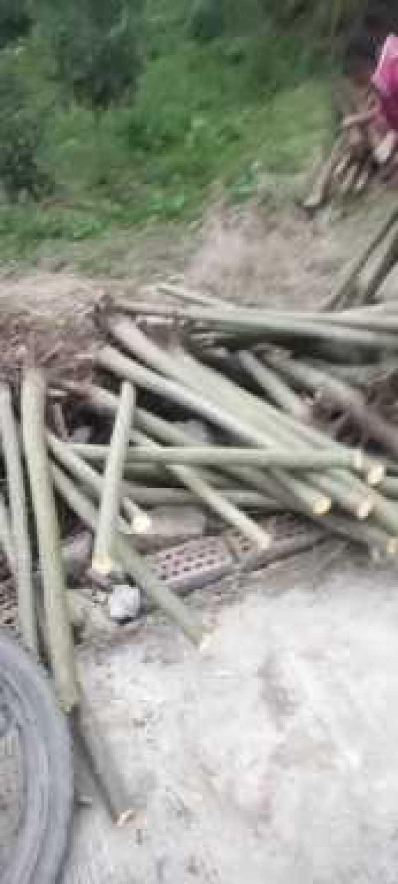 核桃树苗，嫁接核桃树，直生核桃树苗，毛核桃树苗。