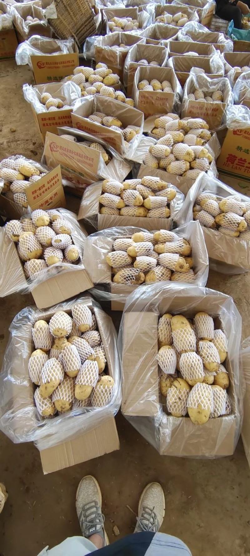 山东土豆，济南土豆，平阴土豆大量供应黄皮黄瓤土豆基地