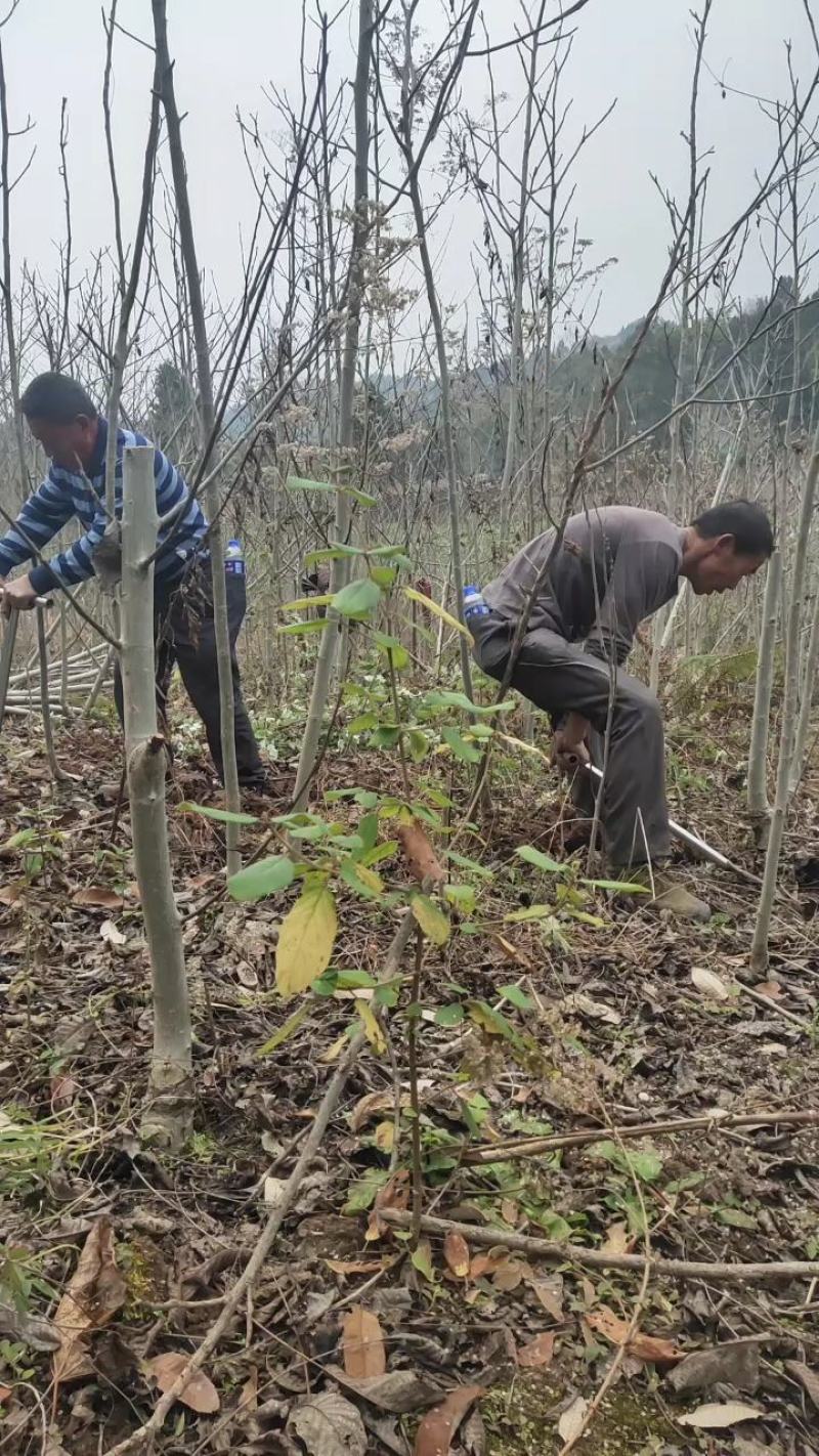 核桃树苗，嫁接核桃树，直生核桃树苗，毛核桃树苗。