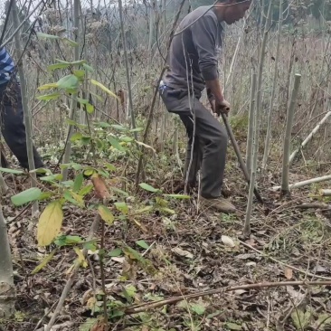 核桃树苗，嫁接核桃树，直生核桃树苗，毛核桃树苗。