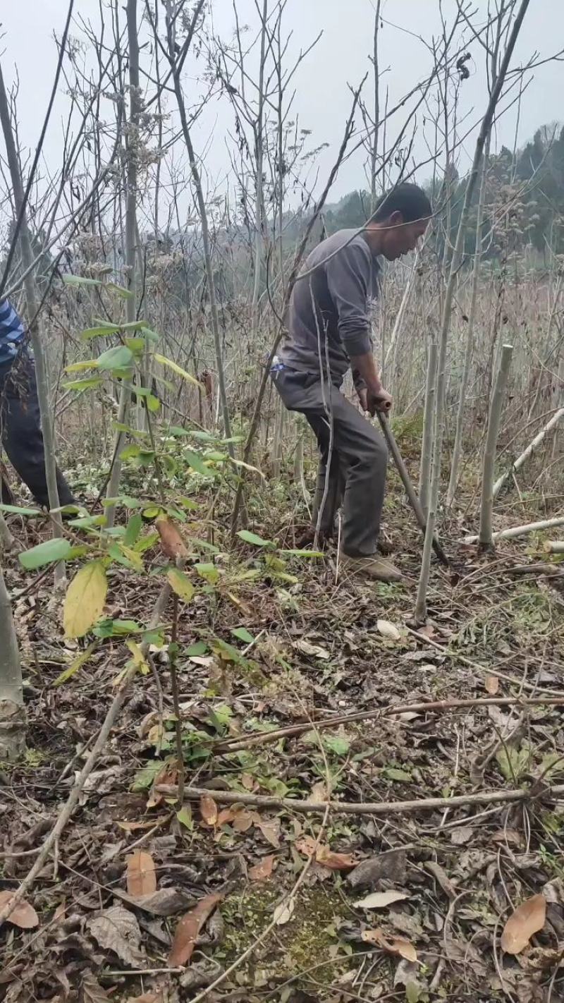 核桃树苗，嫁接核桃树，直生核桃树苗，毛核桃树苗。