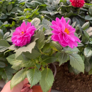小丽花基地现货供应,诚信经营,可全国发货
