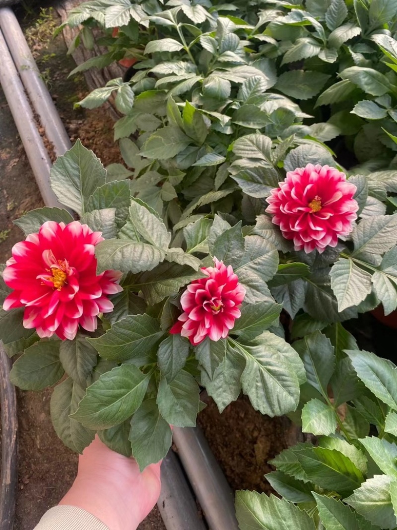 小丽花基地现货供应，诚信经营，可全国发货