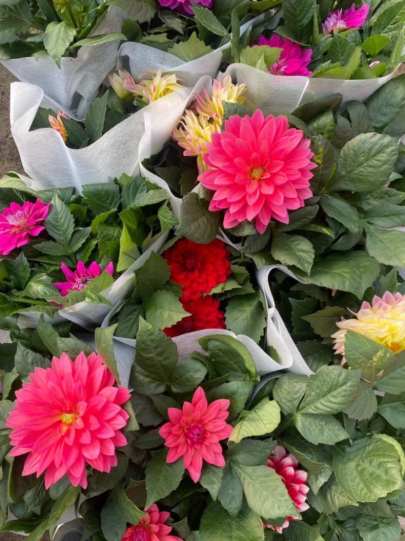 小丽花基地现货供应，诚信经营，可全国发货