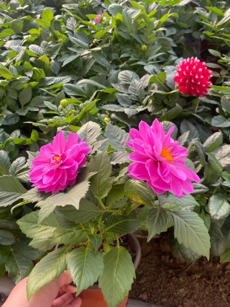 小丽花基地现货供应，诚信经营，可全国发货