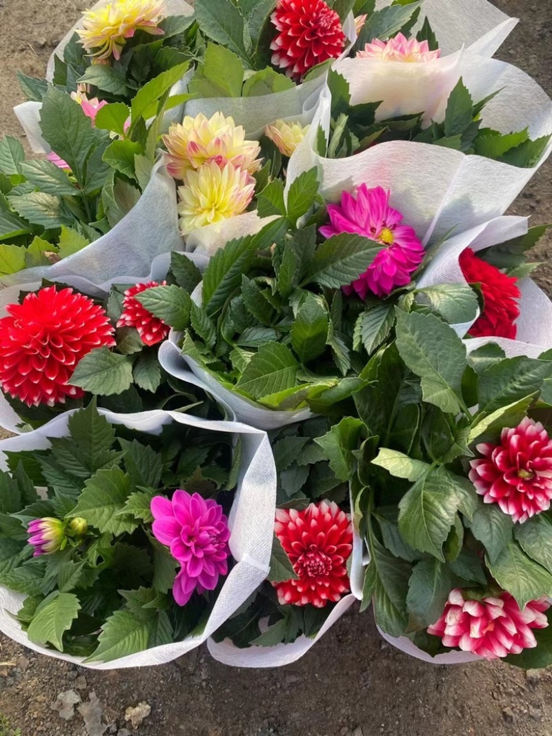 小丽花基地现货供应，诚信经营，可全国发货