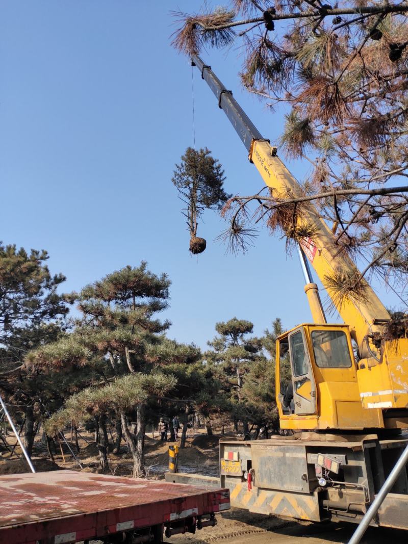 黑松，各种规格油松，黑松精品苗基地直发实力供应欢迎来电