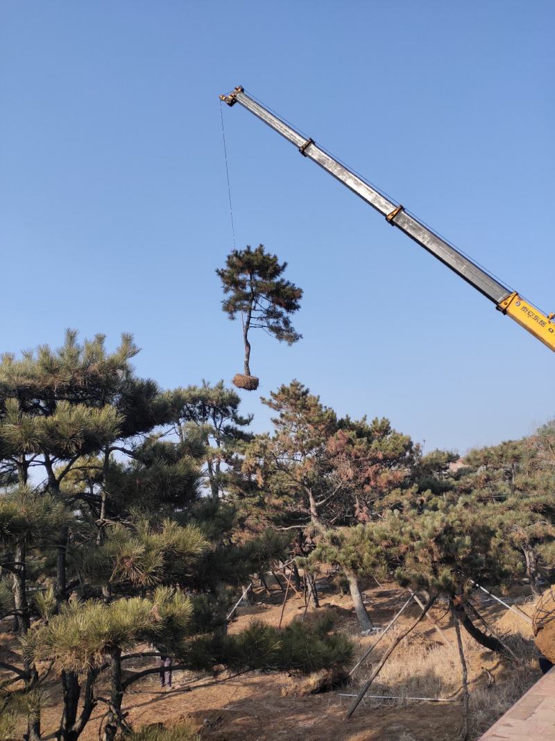 黑松，各种规格油松，黑松精品苗基地直发实力供应欢迎来电