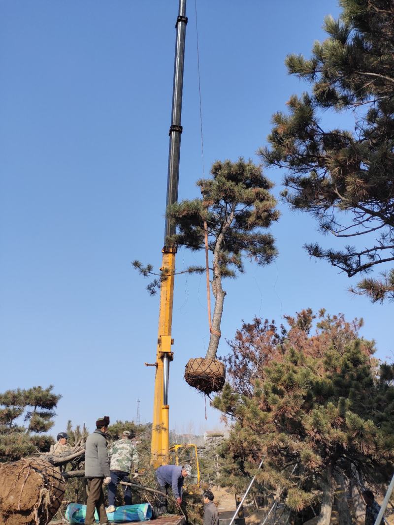 黑松，各种规格油松，黑松精品苗基地直发实力供应欢迎来电