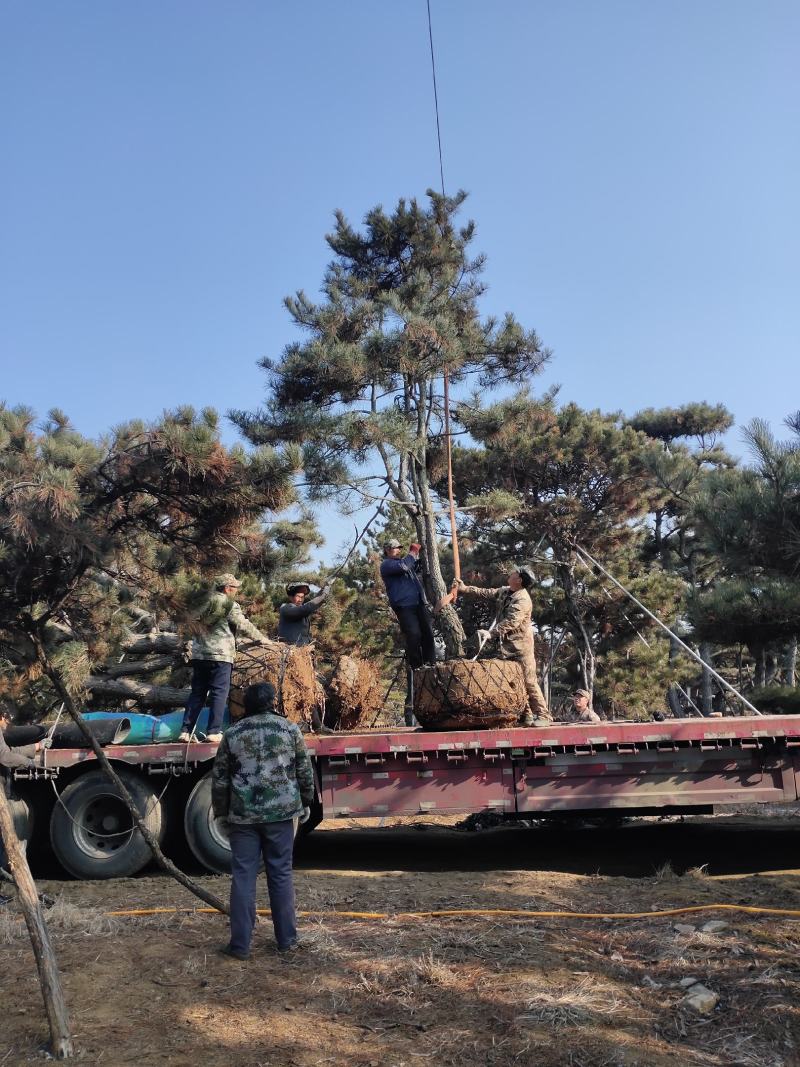 黑松，各种规格油松，黑松精品苗基地直发实力供应欢迎来电