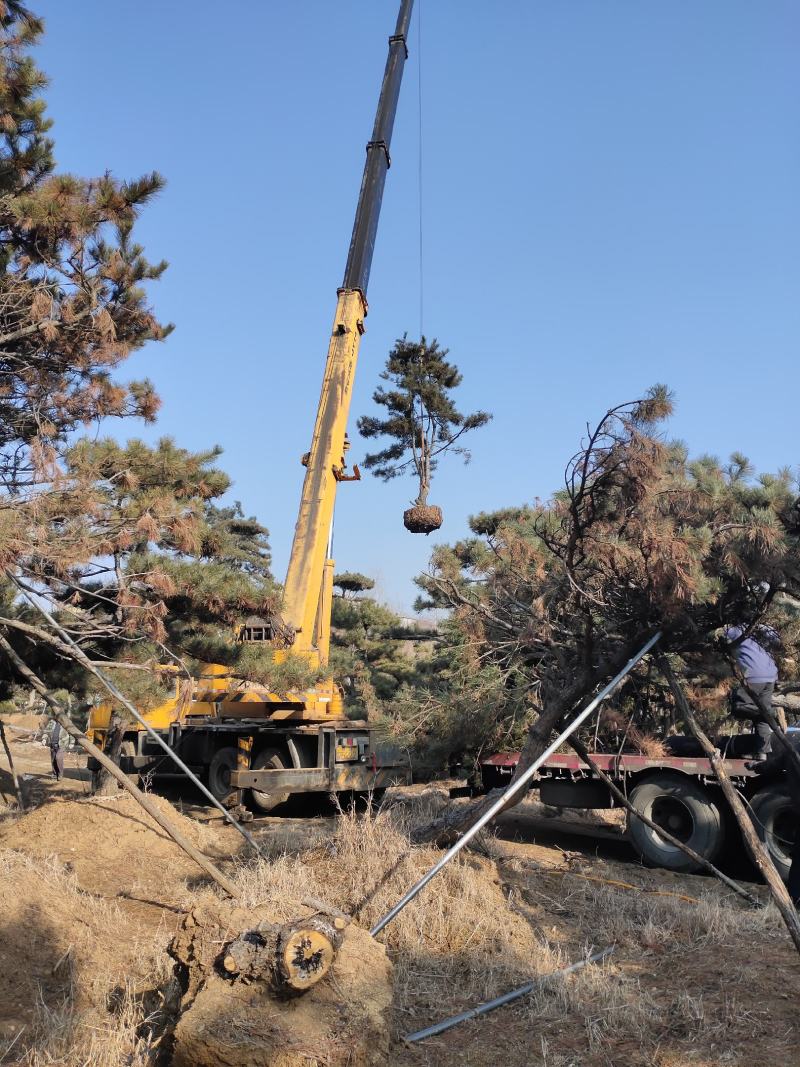 黑松，各种规格油松，黑松精品苗基地直发实力供应欢迎来电