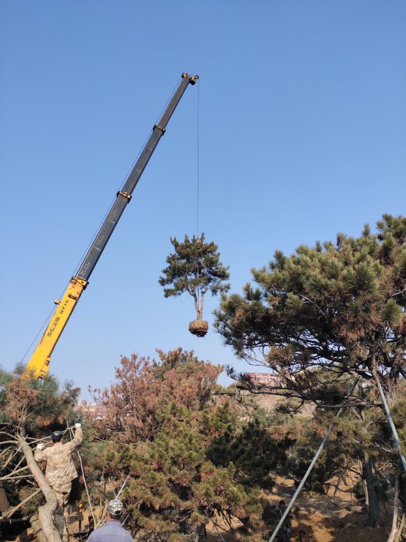 黑松，各种规格油松，黑松精品苗基地直发实力供应欢迎来电