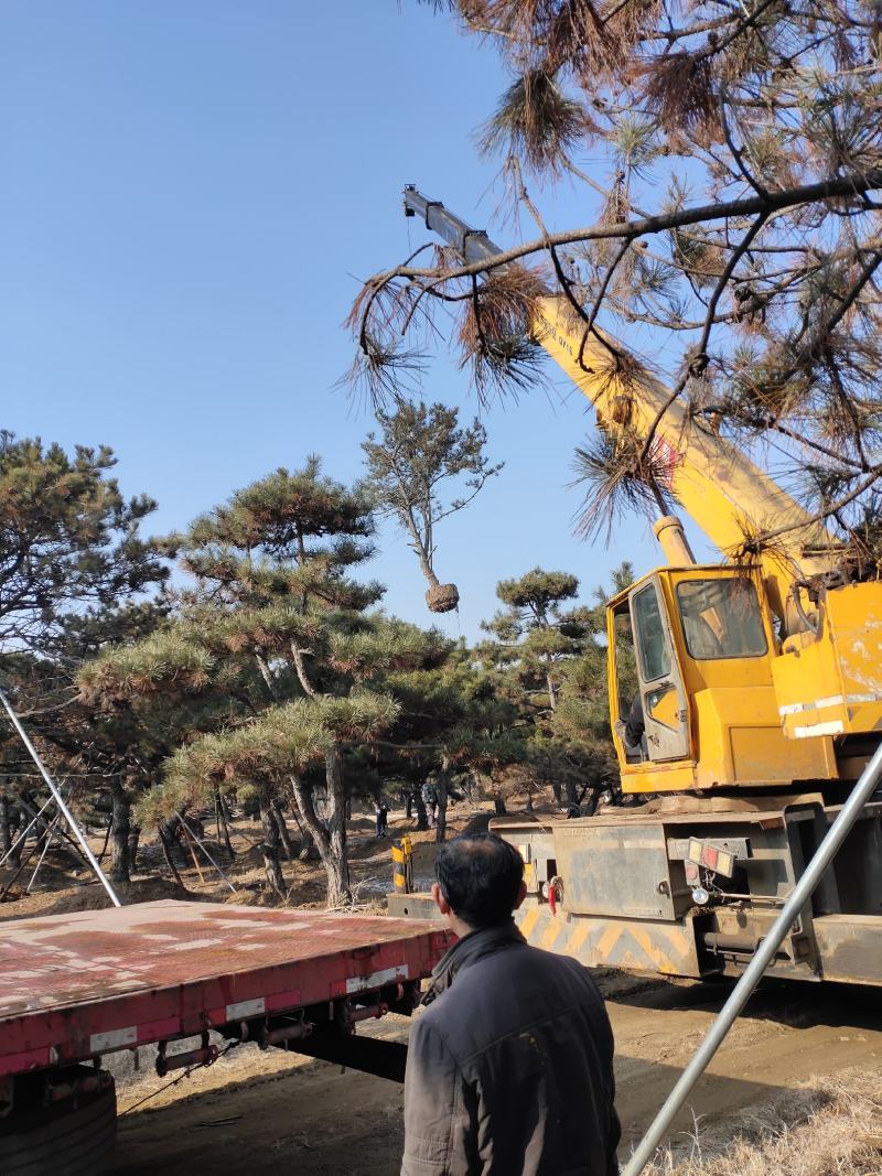 黑松，各种规格油松，黑松精品苗基地直发实力供应欢迎来电