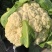 花菜菜花基地货好货大量有货速度联系我