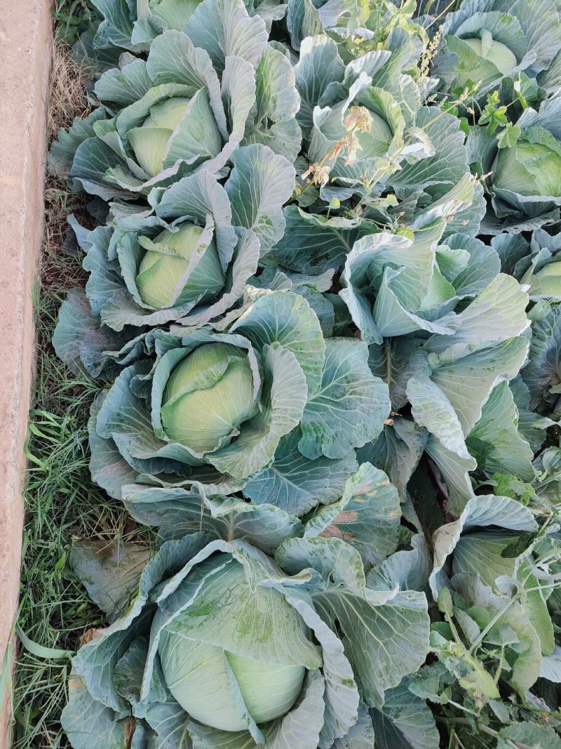 云南大理宾川甘蓝包菜莲花白京丰一号