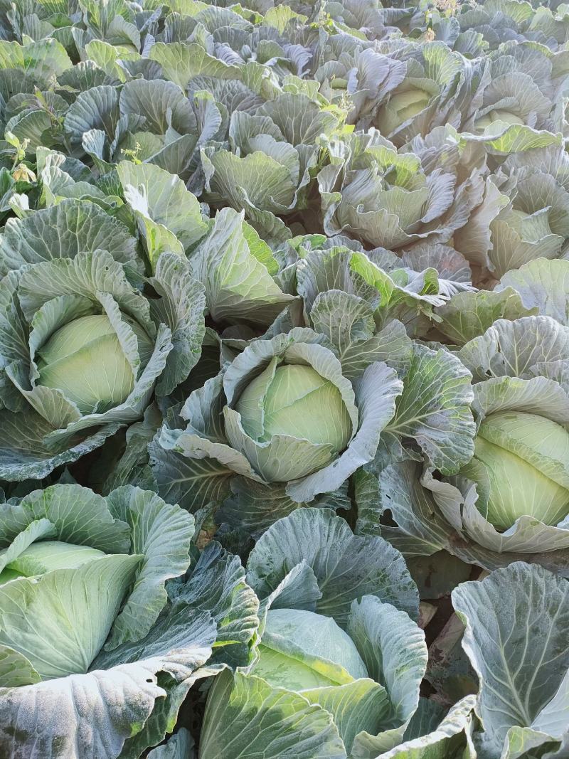 云南大理宾川甘蓝包菜莲花白京丰一号