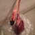 鹿肉批发35一斤包邮