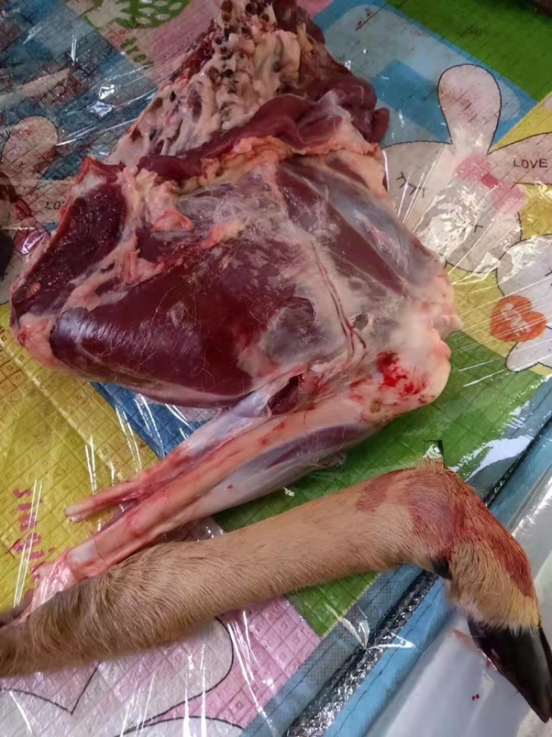 鹿肉批发35一斤包邮