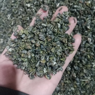 云南普洱碧螺春_包邮