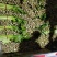 西芹自产自销品质保证可以实地考察看货