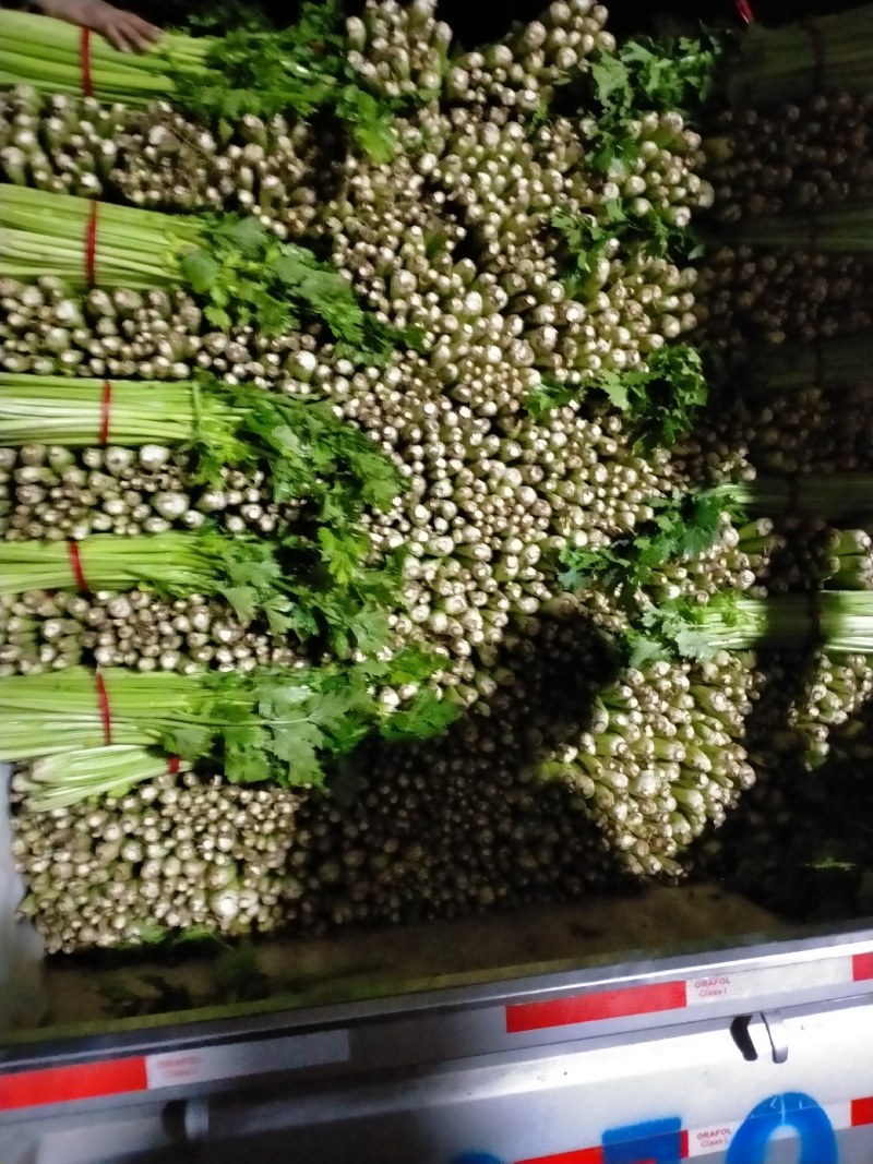 西芹自产自销品质保证可以实地考察看货