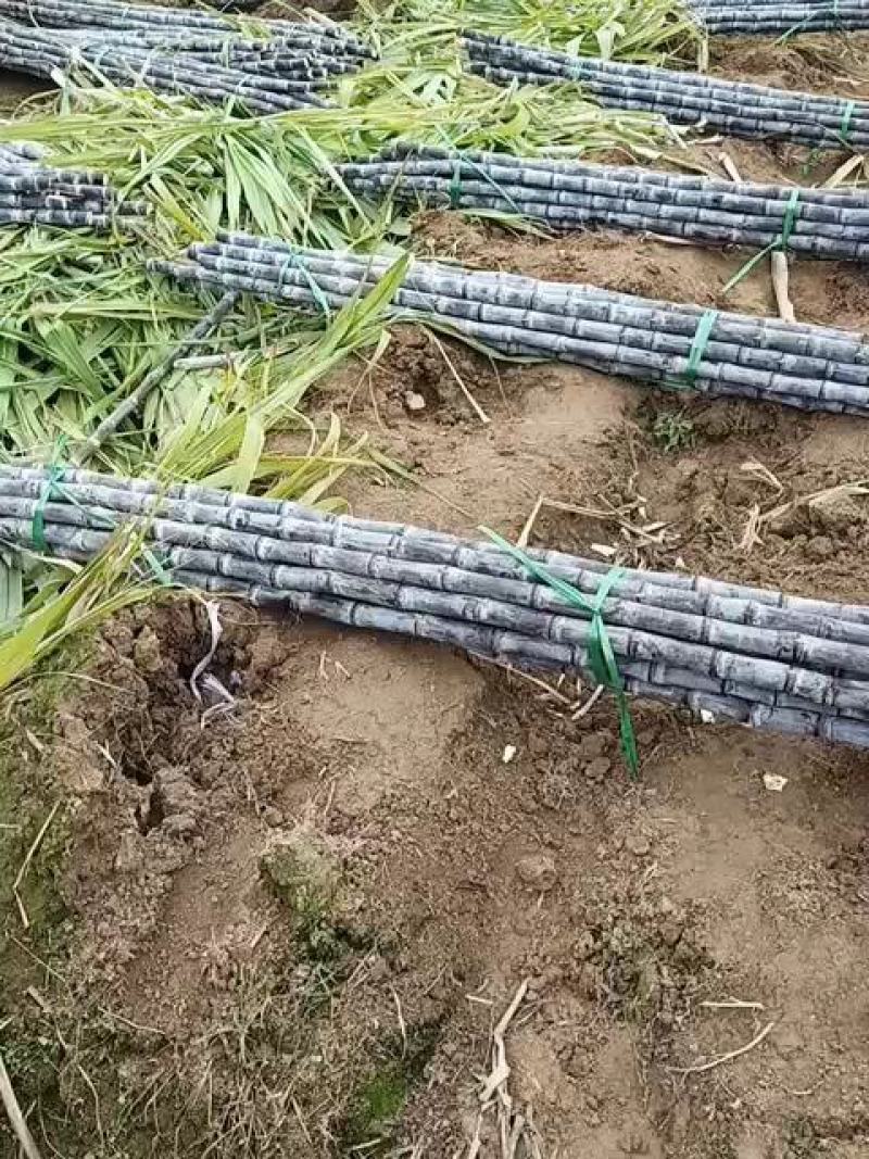 【热卖】黑皮甘蔗广西产地直发质优价廉节长脆甜包上车包装货