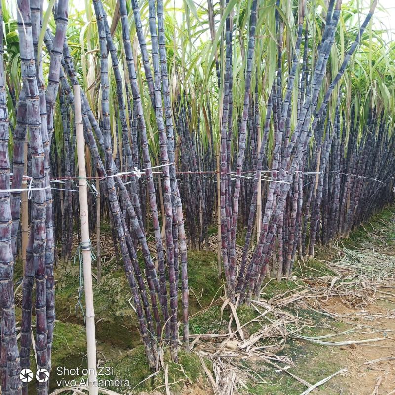 【热卖】黑皮甘蔗广西产地直发质优价廉节长脆甜包上车包装货
