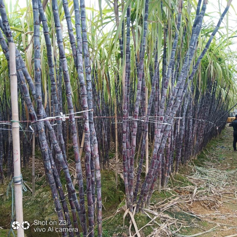 【热卖】黑皮甘蔗广西产地直发质优价廉节长脆甜包上车包装货