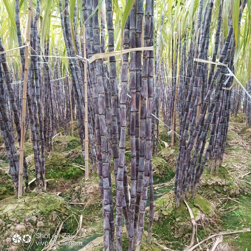 【热卖】黑皮甘蔗广西产地直发质优价廉节长脆甜包上车包装货