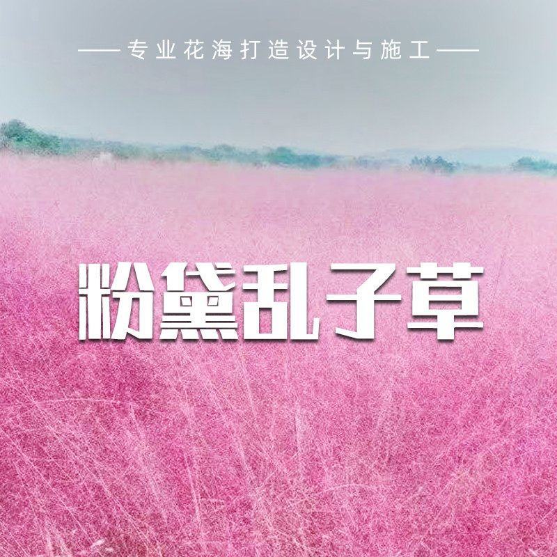 粉黛乱子草种子多年生网红观赏草芒乱子草庭院景观花海打造