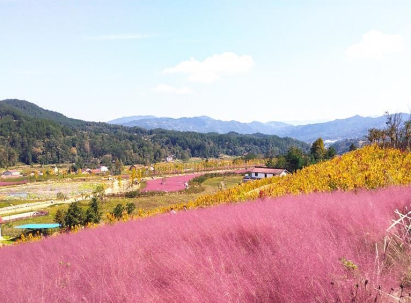 粉黛乱子草种子多年生网红观赏草芒乱子草庭院景观花海打造