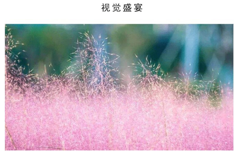 粉黛乱子草种子多年生网红观赏草芒乱子草庭院景观花海打造