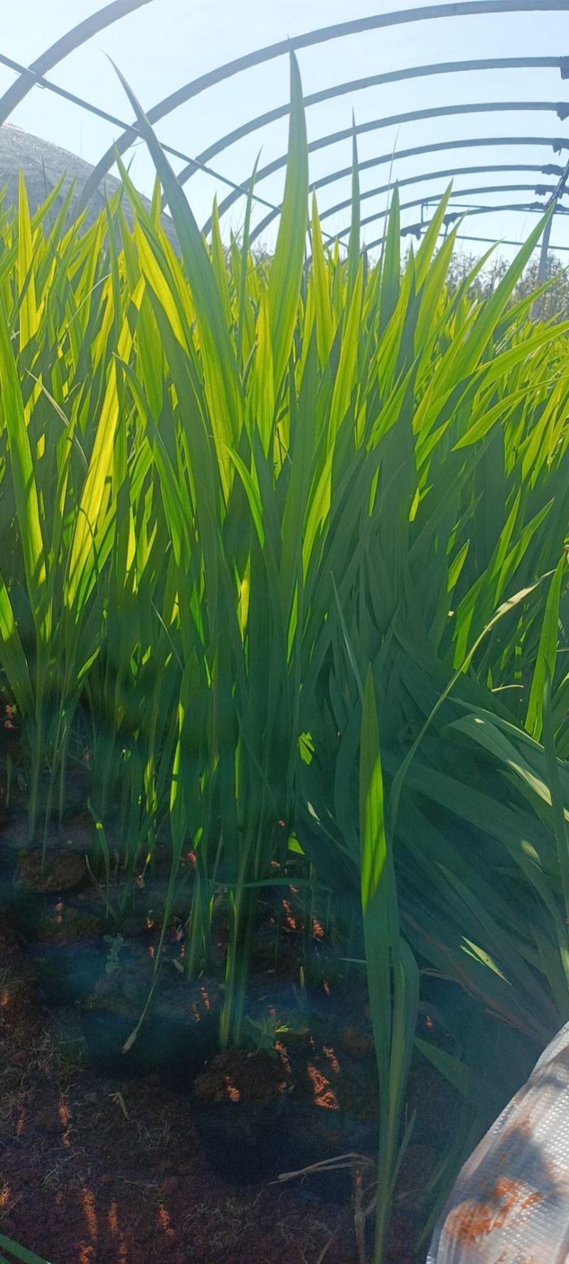 火星花苗圃常年供应各种规格火星花基地直供