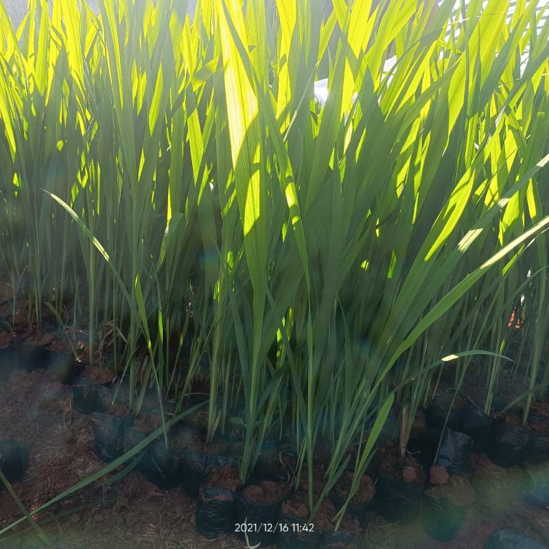 火星花苗圃常年供应各种规格火星花基地直供