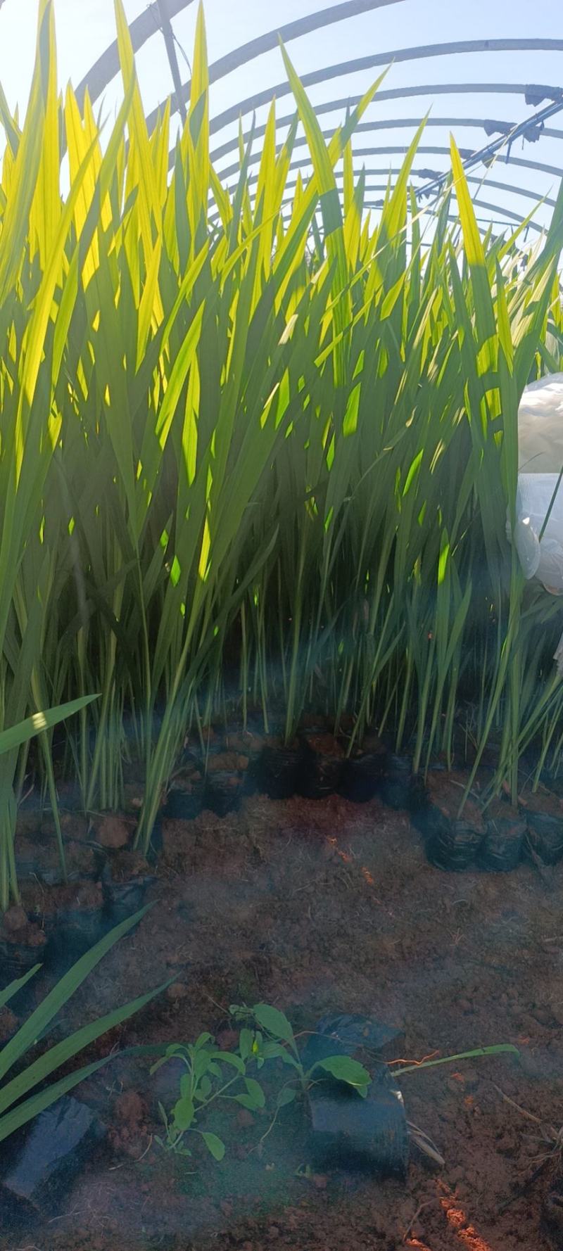 火星花苗圃常年供应各种规格火星花基地直供