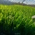 火星花苗圃常年供应各种规格火星花基地直供