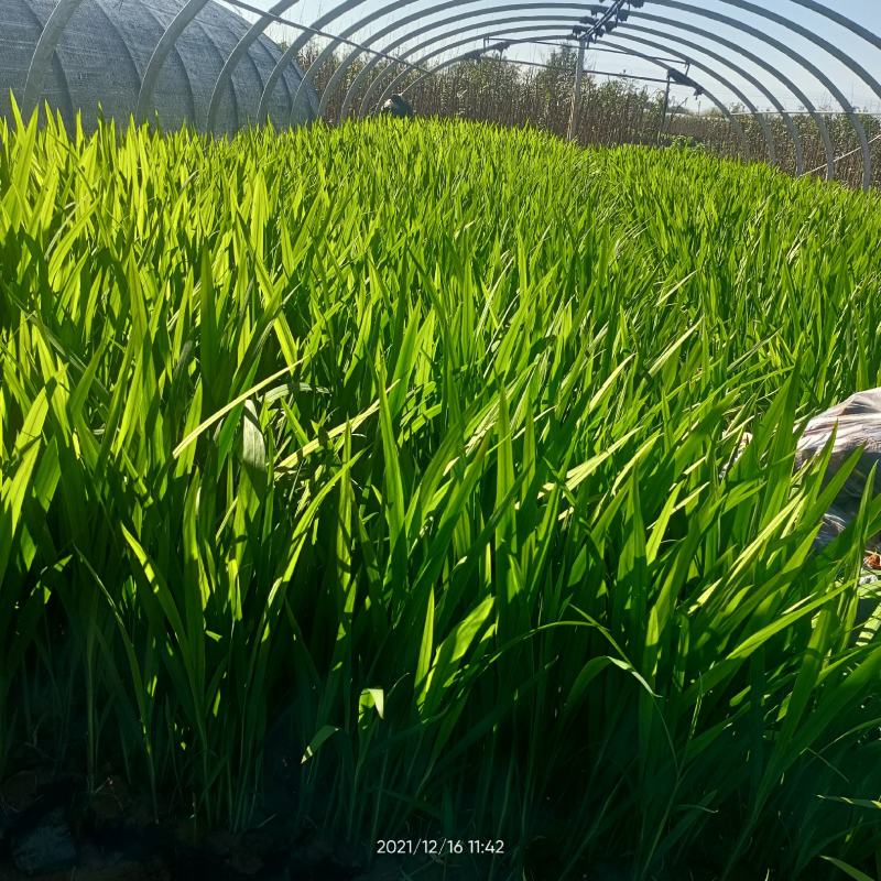 火星花苗圃常年供应各种规格火星花基地直供